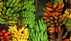 chuối hột rừng