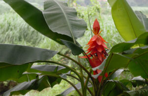hoa chuối rừng