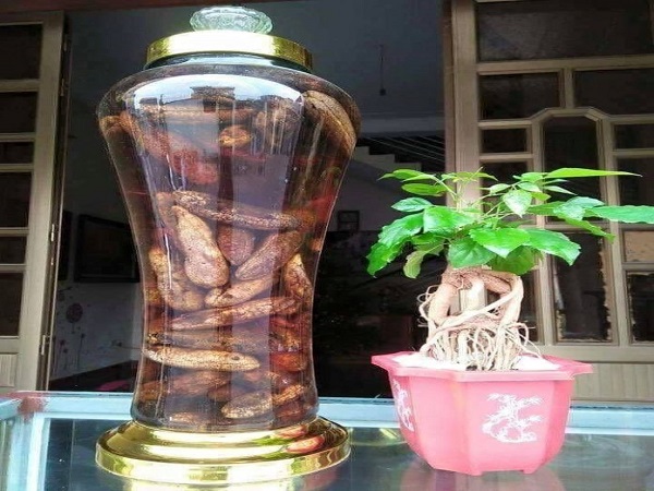 ngâm rượu chuối hột rừng