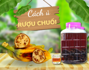 ủ ngâm rượu chuối hột rừng