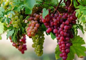 vườn nho Tây Ninh