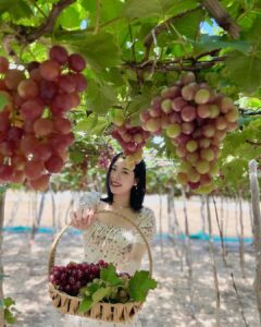 khám phá vườn nho Ninh Thuận