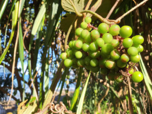 nho rừng Côn Đảo