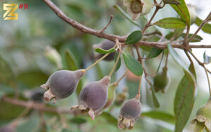 Phú Quốc trồng sim