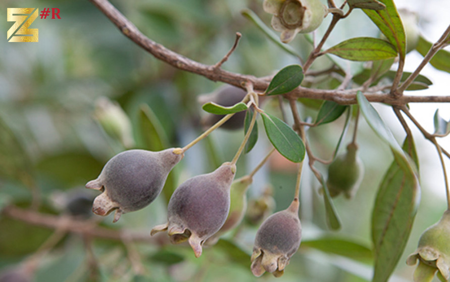 Phú Quốc trồng sim