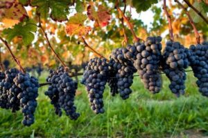 Khám phá vườn nho Ninh Thuận