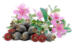 Công dụng của sim rừng