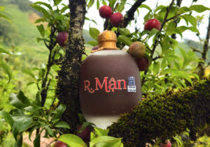 Rượu mận Tả Van – Hương vị đặc trưng của vùng Tây Bắc