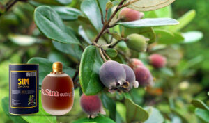 Bật mí công thức ngâm Rượu sim cực dễ tại nhà