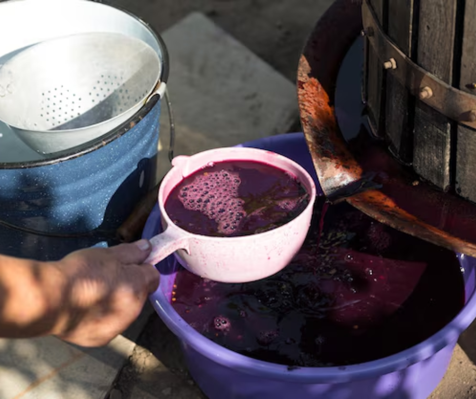 làm rượu nho tại nhà