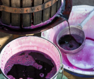 làm rượu nho tại nhà