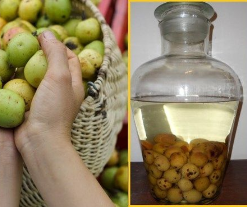 Bí Quyết Vàng Làm Rượu Táo Mèo