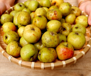 Chọn Táo Mèo Ngâm Rượu
