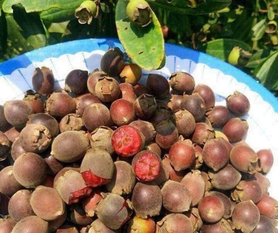 Rượu sim có tác dụng gì