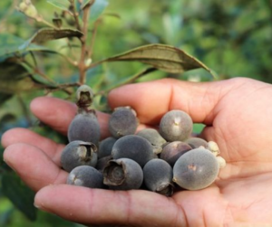 Rượu sim có tác dụng gì đối với sức khỏe?