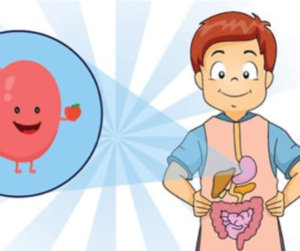 Uống Rượu Hoa Quả Đúng Cách giúp hỗ trợ hệ tiêu hóa