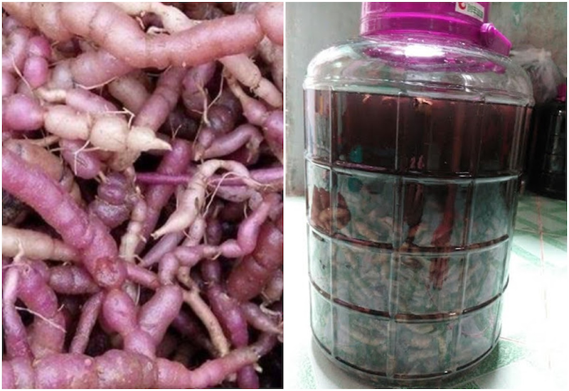 Uống rượu ba kích có tác dụng gì