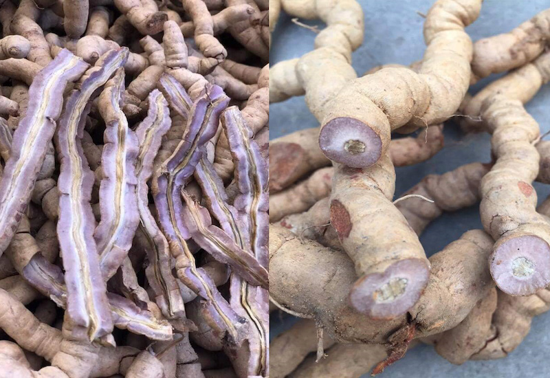 Uống rượu ba kích